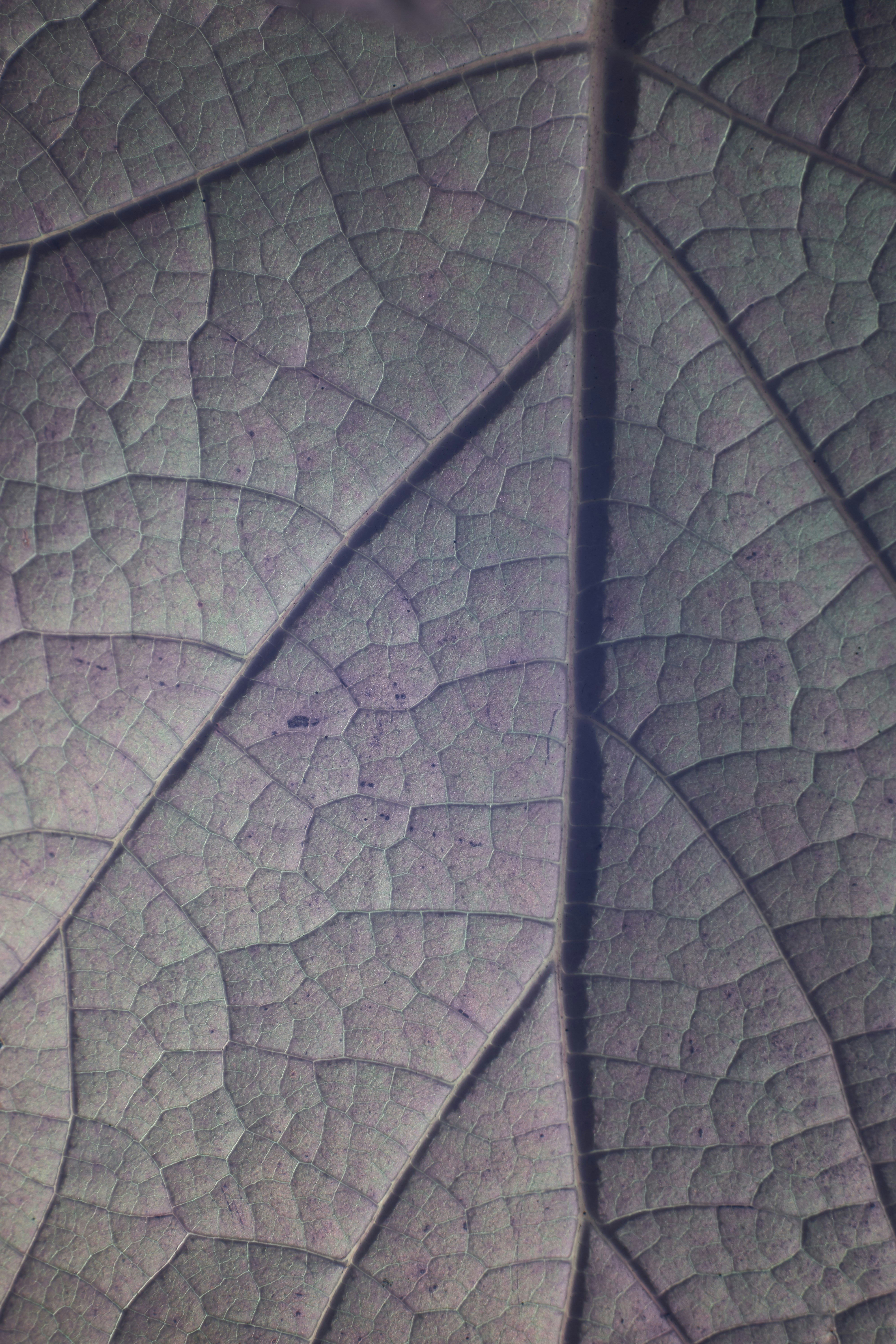 Natural biocompatible dental materials